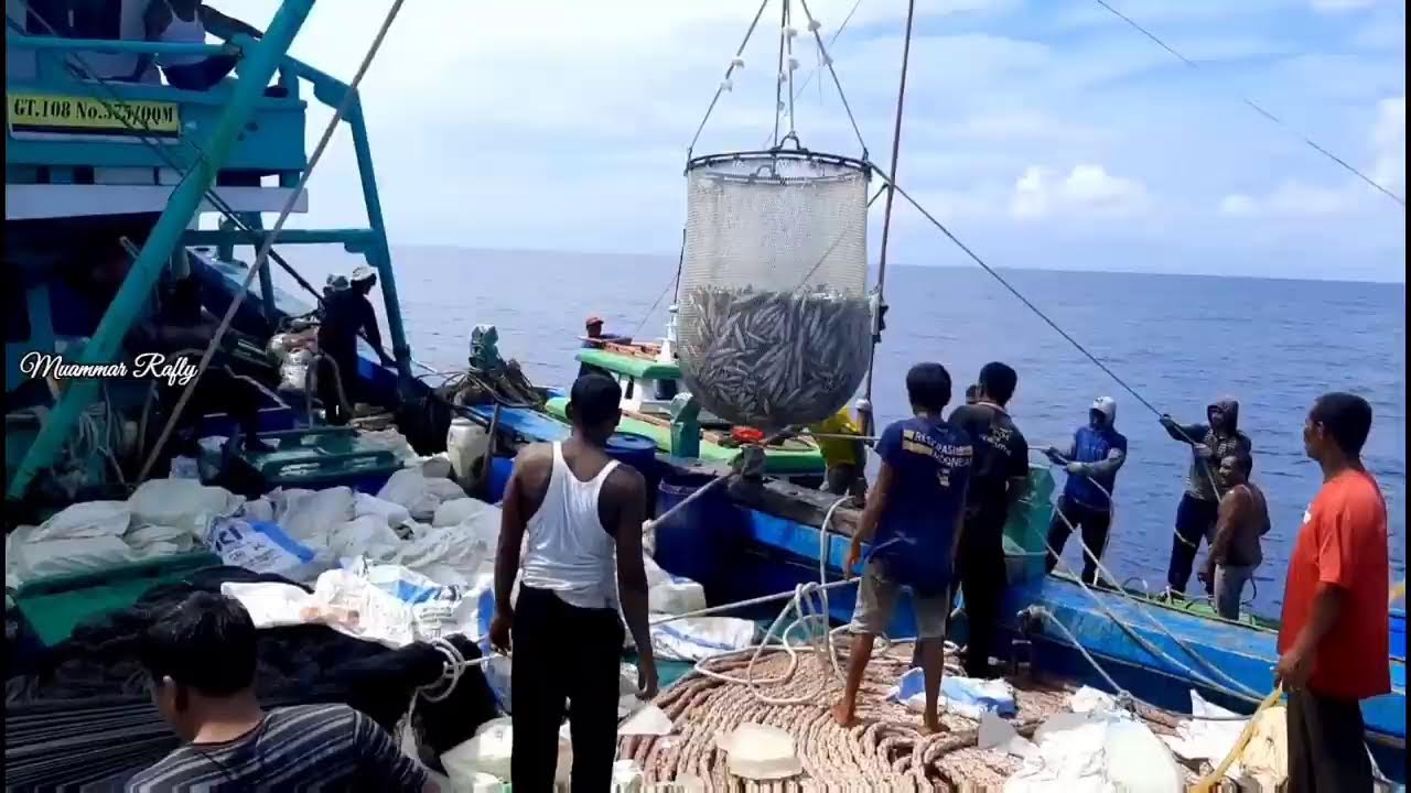 Pukat cincin Nelayan Indonesia Dapat Banyak Ikan, luar biasa hasil tangkapan Nelayan Indonesia