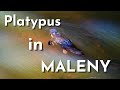 PLATYPUS AT MALENY I Sunshine Coast, Queensland, Australia Travel Vlog 142, 2022