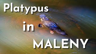 PLATYPUS AT MALENY I Sunshine Coast, Queensland, Australia Travel Vlog 142, 2022