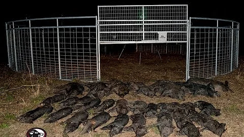 JAGER PRO™ Hog Trapping (29) Integrated Wild Pig Control™