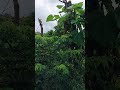 Cả một chân trời thương nhớ Cao Nguyên