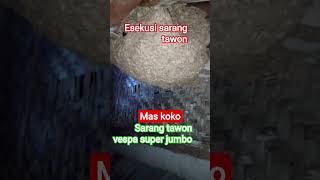 EVAKUASI SARANG TAWON VESPA SUPER JUMBO // ESEKUSI SARANG DIRUMAH WARGA