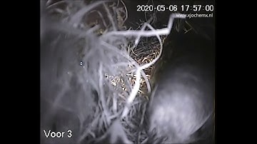 Gierzwaluw bij jonge huismussen in gierzwaluwnestkast