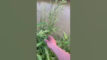 Hoa Bồ Công Anh. #caythuoc #câythuốcquý #covenduongvlogs #hoa bồ công anh pha trà uống bổ dạ dày