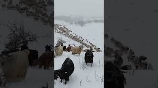 Amazing mountain goats