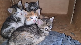 Little kittens living outside in a cardboard box.