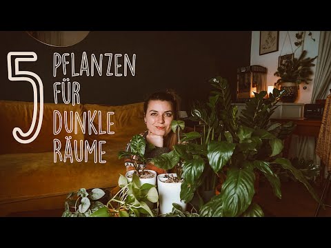 Video: Brauchen Pflanzen Dunkelheit?