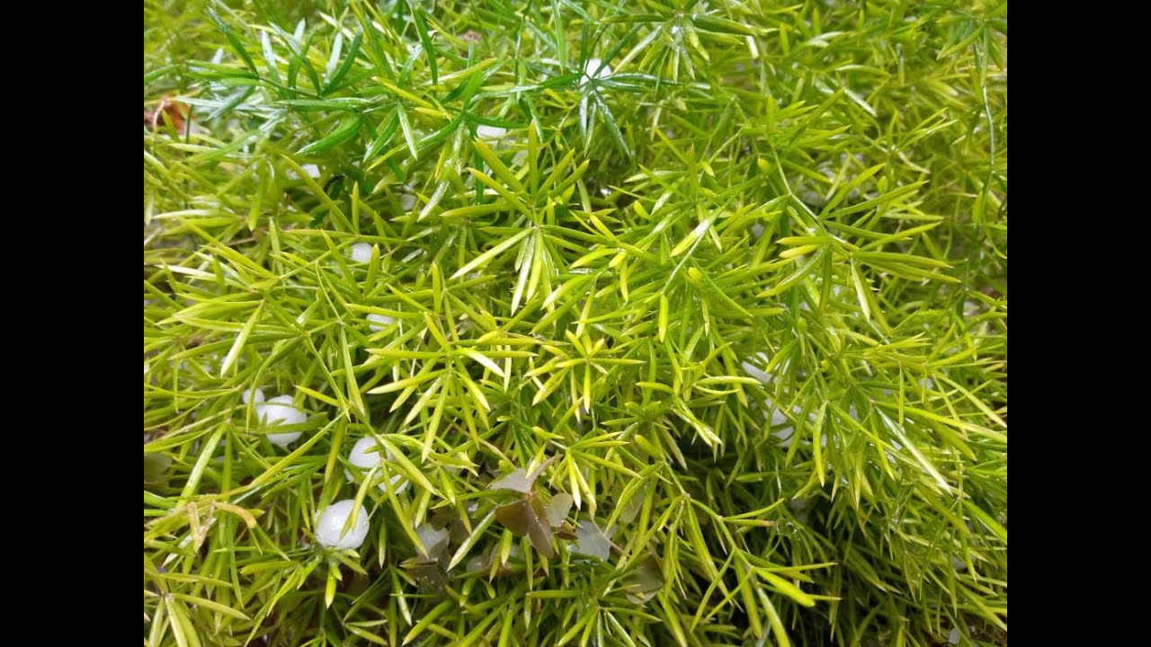 Beauty of Rain || Plants look Beautiful During Rain|| Life With Hasnat Malik