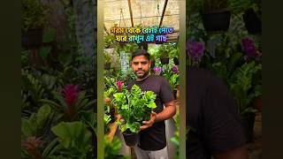 গরম থেকে রেহাই পেতে ঘরে রাখুন এই গাছ ।