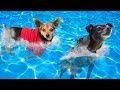 Giving Our Dogs Swimming Lessons For the First Time Without Life Jackets!