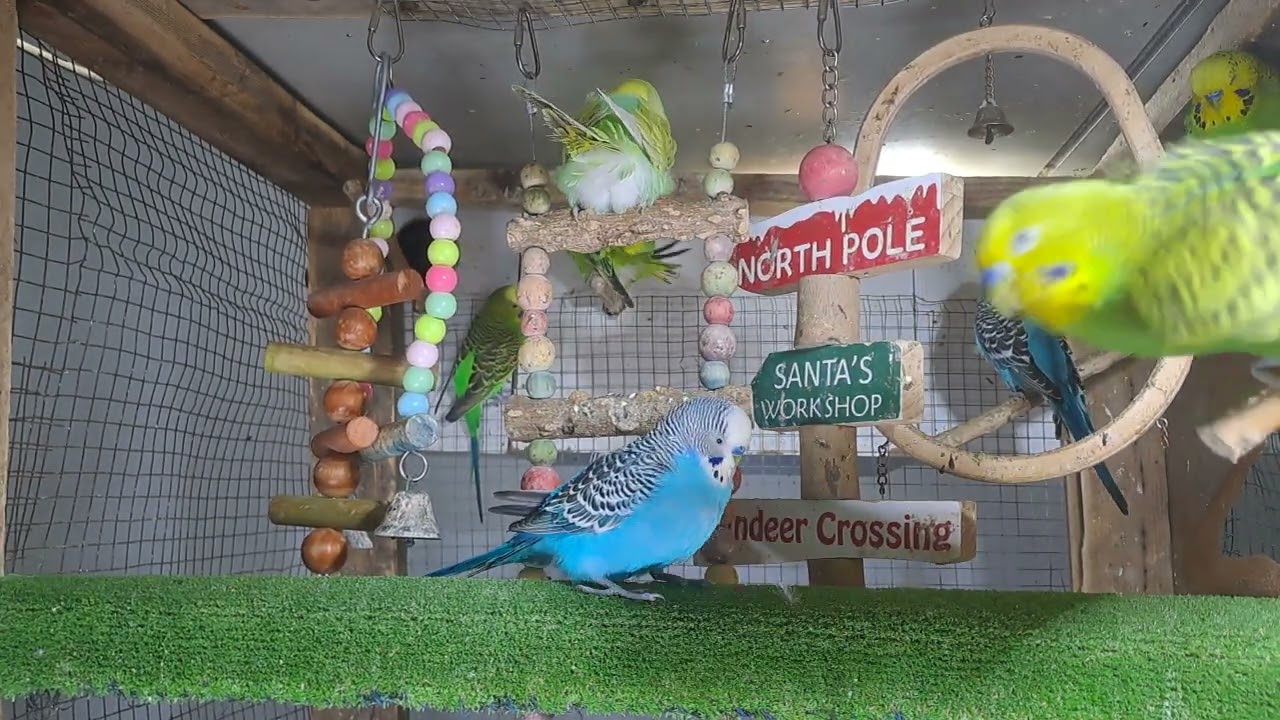 “This parrot knows all the words 🗣️🦜 #BirdTok”