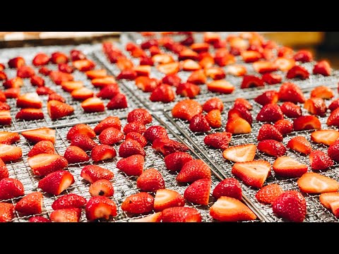 How to make Strawberries Chips in a Dehydrator
