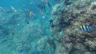 20190923綠島浮潛2