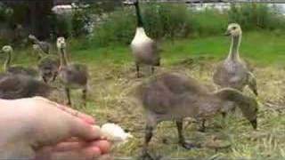 When Goslings Attack pt 1
