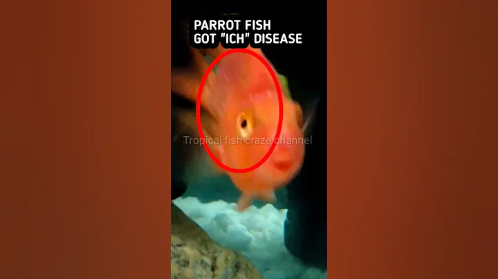 Parrot fish got "ICH" Disease/White Spots - DayDayNews