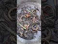 Adobong pusit naman ulam namin