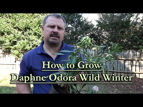 Video: Njega biljaka Daphne - Kako natjerati zimske Daphne da procvjeta