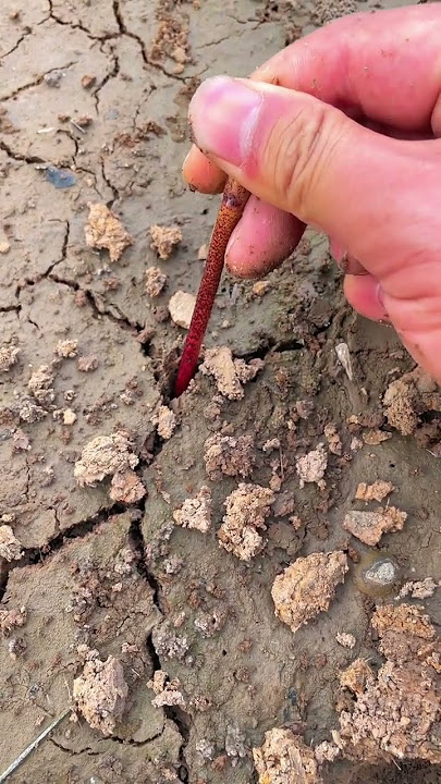 The food that was drought outside was so strong that it could not shake it, but it was not shake