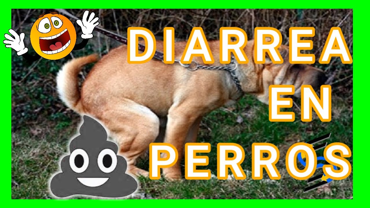 Dieta para cortar la diarrea en perros