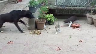 Mother Cat's Fierce Protection: From Mom to Lioness in Seconds'