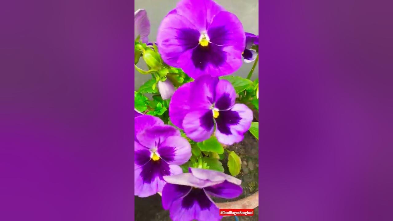 Pansy/Penji Flower #shorts - YouTube