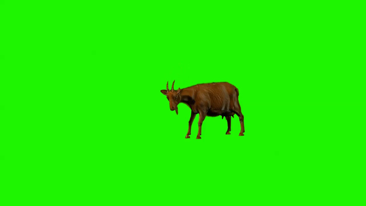Green Screen Goat Animal YouTube