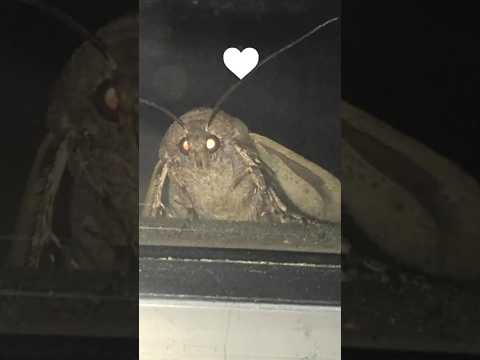 Death Moths |