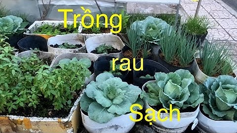 Chỉ vài ngàn thôi là có chậu rau thơm, rau quế, tía tô ngon lành,rau sạch❤️How to grow herbs in pots