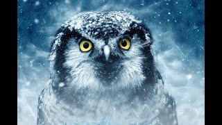 Funny Owls And Cute Owls Compilation 2020