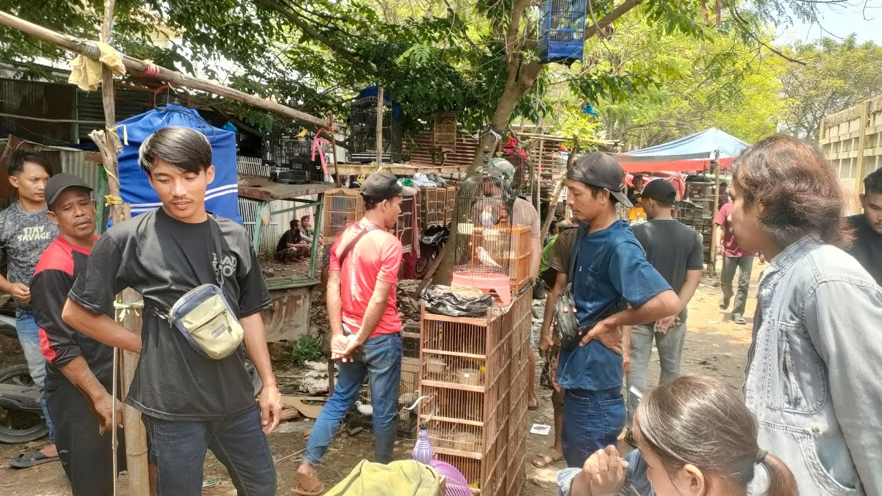 BANYAK BURUNG RAWATAN YANG SUARANYA BAGUS²