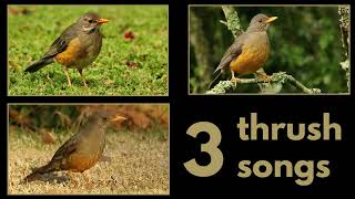 3 THRUSH SONGS - Karoo Thrush, Olive Thrush and Kurrichane Thrush dawn chorus songs