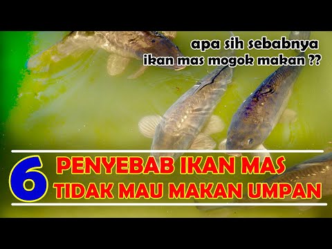 Video: Mengapa Ikan Mas Tidak Menggigit?