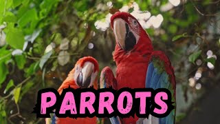 Cooldown with this compilation of PARROTS by Cooldown Compilation 196 views 3 months ago 5 minutes, 10 seconds