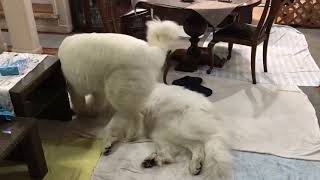 遊んで欲しいルンルン greatpyrenees グレートピレニーズ