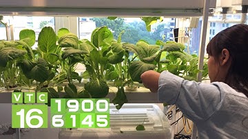 Trồng rau VietGAP: Nông dân thu hàng trăm triệu/năm | VTC16