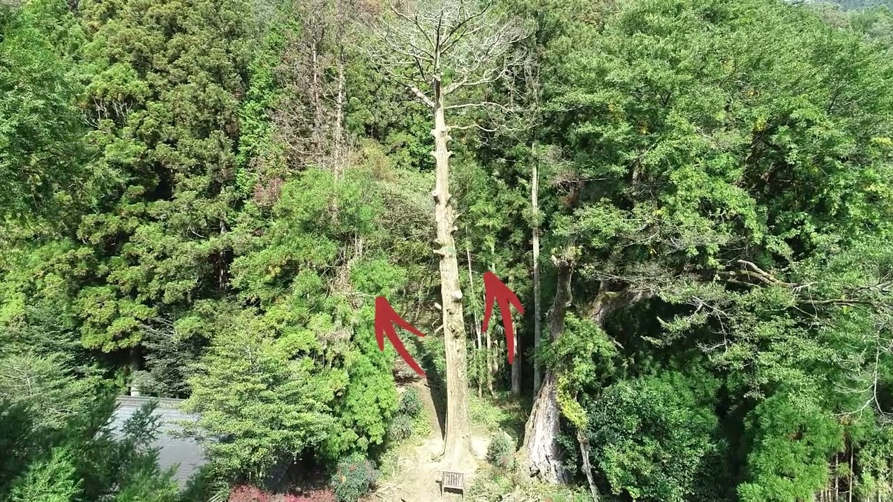 森の入り口をつくる。木を切らない林業会社の品と仕事。 – TAKEDA