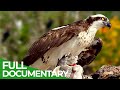 Le paradis animalier secret de la croatie  nature documentaire gratuite