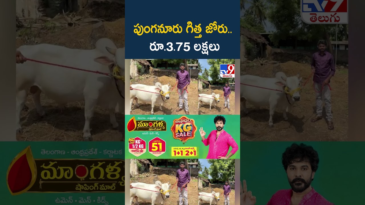 Konaseema: పుంగనూరు గిత్త జోరు.. రూ.3.75 లక్షలు - TV9