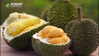 Step Into the World of Premium Durians