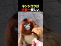 キンシコウは世界一優しい