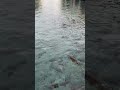 #shortsvideo #shortvideo #shortsfeed #shorts #short #viral #reels #reel #tiktok #urfa #keşfet #gap