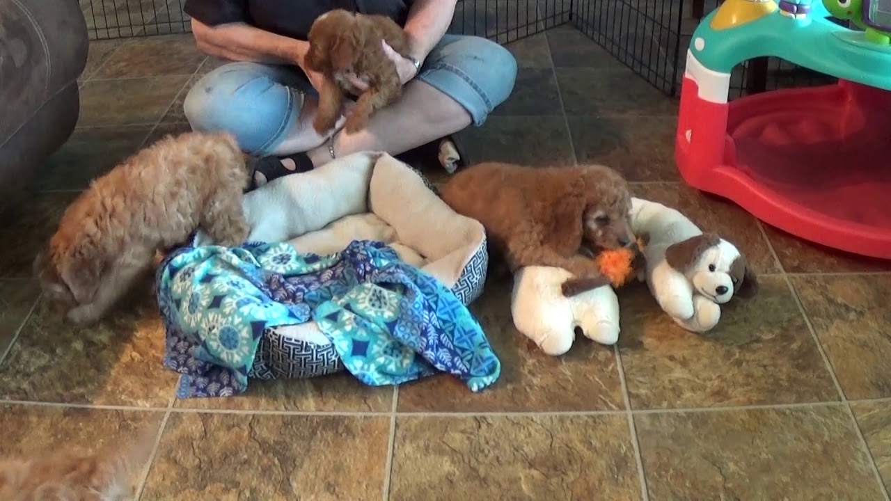 Pupdate! Hilda, Haddi, Herman & Harris having a ball