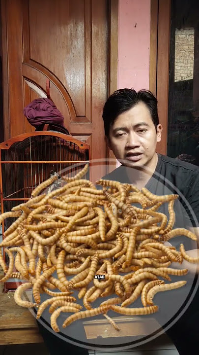 TIPS MENGGACORKAN CENDET BETINA