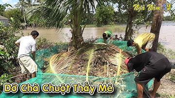 Dỡ Chà Bắt Chuột Miền Tây Chuột Túa Bắt Đã Tay/Chuột Nấu Mẻ, Rắn Chiên Nước Mắm Đã Thèm/NGÃ NĂM TV