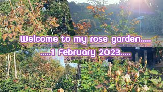 ชมสวนกุหลาบ🌹หน้าหนาว ตัดเเต่งหวังให้บานสะพรั่งรับ วันวาเลนไทน์