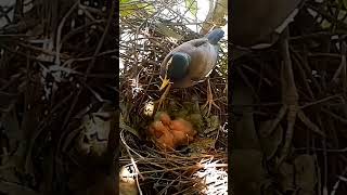 #BirdWatching #WildlifePhotography #NatureSounds #RareBirds #BirdLife #Documentary #AnimalPlanet #Bi