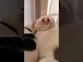 ラブラブねこちゃん