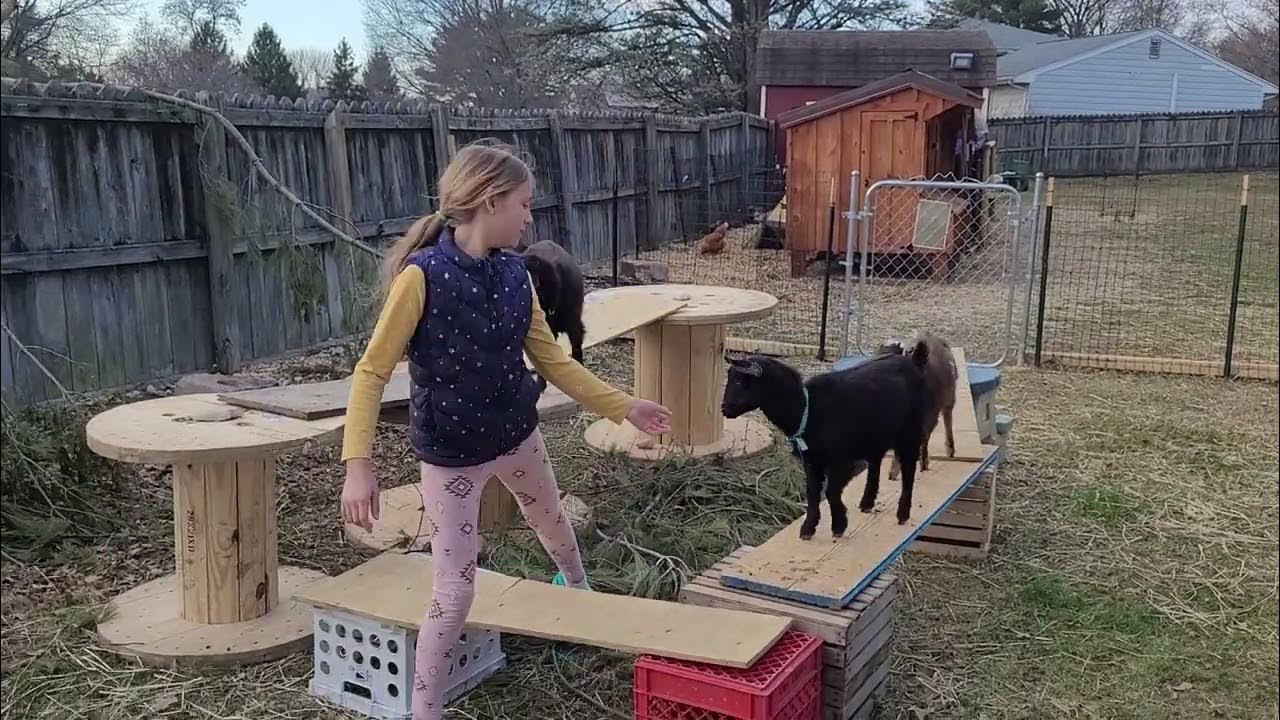 HH goat obstacles, part 1 YouTube