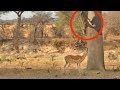 Leopard jumps on impala from tree