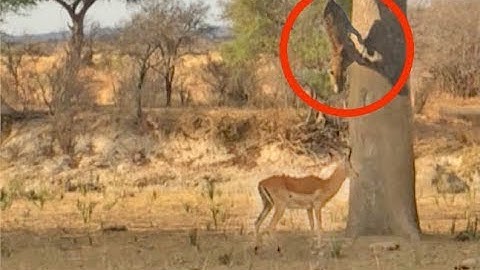 Leopard Jumps on Impala From Tree!